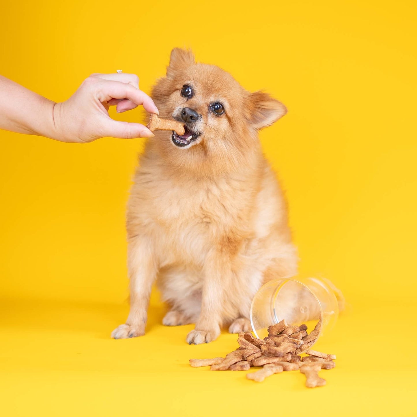 Make-Your-Own Dog Treats: Tasty Cheese & Super Seaweed